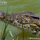Illustration for article titled Sunday Crocodilian - Crocodylus rhombifer Edition